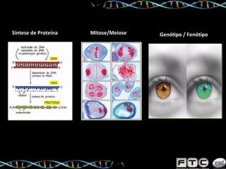 Síntese de Proteína Mitose/Meiose Genótipo / Fenótipo 