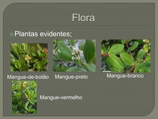Plantas evidentes; 
Mangue-de-botão Mangue-preto Mangue-branco 
Mangue-vermelho 
 