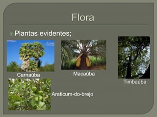 Plantas evidentes; 
Carnaúba Macaúba 
Timbaúba 
Araticum-do-brejo 
 