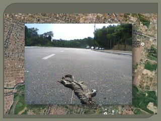 Efeito de borda; 
Fragmentação; 
 