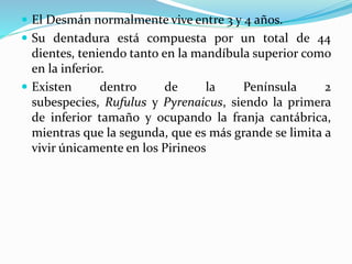  El Desmán normalmente vive entre 3 y 4 años.
 Su dentadura está compuesta por un total de 44
dientes, teniendo tanto en la mandíbula superior como
en la inferior.
 Existen dentro de la Península 2
subespecies, Rufulus y Pyrenaicus, siendo la primera
de inferior tamaño y ocupando la franja cantábrica,
mientras que la segunda, que es más grande se limita a
vivir únicamente en los Pirineos
 