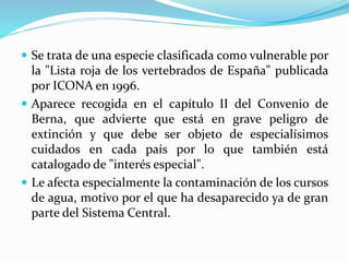  Se trata de una especie clasificada como vulnerable por
la "Lista roja de los vertebrados de España" publicada
por ICONA en 1996.
 Aparece recogida en el capítulo II del Convenio de
Berna, que advierte que está en grave peligro de
extinción y que debe ser objeto de especialísimos
cuidados en cada país por lo que también está
catalogado de "interés especial".
 Le afecta especialmente la contaminación de los cursos
de agua, motivo por el que ha desaparecido ya de gran
parte del Sistema Central.
 
