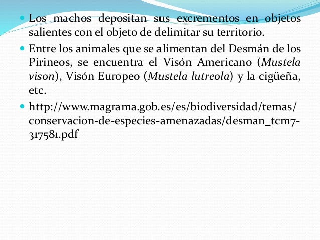 Desmán de los pirineos