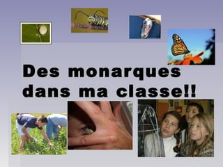 Des monarquesDes monarques
dans ma classe!!dans ma classe!!
 
