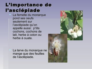 L’importance deL’importance de
l’asclépiadel’asclépiade
 La femelle du monarqueLa femelle du monarque
pond ses oeufspond ses oeufs
seulement surseulement sur
l’asclépiade qu’onl’asclépiade qu’on
appelle aussi: p’titsappelle aussi: p’tits
cochons, cochons decochons, cochons de
lait, herbe à coton oulait, herbe à coton ou
herbe à ouate.herbe à ouate.
 La larve du monarque neLa larve du monarque ne
mange que des feuillesmange que des feuilles
de l’asclépiade.de l’asclépiade.
 