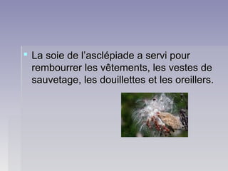  La soie de l’asclépiade a servi pourLa soie de l’asclépiade a servi pour
rembourrer les vêtements, les vestes derembourrer les vêtements, les vestes de
sauvetage, les douillettes et les oreillers.sauvetage, les douillettes et les oreillers.
 