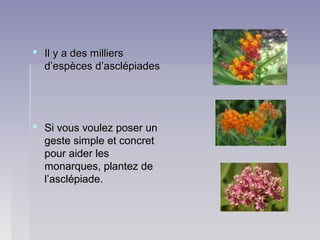  Il y a des milliersIl y a des milliers
d’espèces d’asclépiadesd’espèces d’asclépiades
 Si vous voulez poser unSi vous voulez poser un
geste simple et concretgeste simple et concret
pour aider lespour aider les
monarques, plantez demonarques, plantez de
l’asclépiade.l’asclépiade.
 