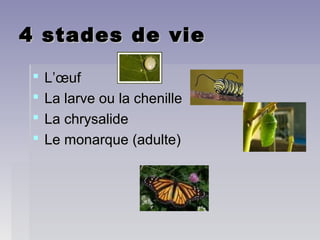 4 stades de vie4 stades de vie
 L’œufL’œuf
 La larve ou la chenilleLa larve ou la chenille
 La chrysalideLa chrysalide
 Le monarque (adulte)Le monarque (adulte)
 