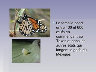  La femelle pondLa femelle pond
entre 400 et 600entre 400 et 600
œufs enœufs en
commençant aucommençant au
Texas et dans lesTexas et dans les
autres états quiautres états qui
longent le golfe dulongent le golfe du
Mexique.Mexique.
 
