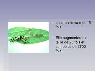  La chenille va muer 5La chenille va muer 5
fois.fois.
 Elle augmentera saElle augmentera sa
taille de 25 fois ettaille de 25 fois et
son poids de 2700son poids de 2700
fois.fois.
 