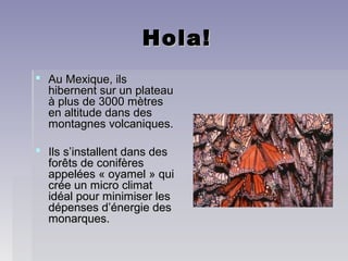 Hola!Hola!
 Au Mexique, ilsAu Mexique, ils
hibernent sur un plateauhibernent sur un plateau
à plus de 3000 mètresà plus de 3000 mètres
en altitude dans desen altitude dans des
montagnes volcaniques.montagnes volcaniques.
 Ils s’installent dans desIls s’installent dans des
forêts de conifèresforêts de conifères
appelées « oyamel » quiappelées « oyamel » qui
crée un micro climatcrée un micro climat
idéal pour minimiser lesidéal pour minimiser les
dépenses d’énergie desdépenses d’énergie des
monarques.monarques.
 