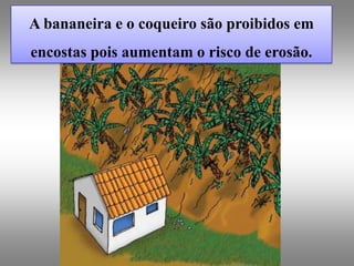 A bananeira e o coqueiro são proibidos em
encostas pois aumentam o risco de erosão.
 