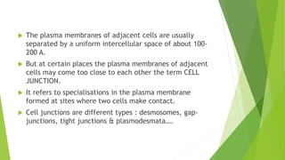  The plasma membranes of adjacent cells are usually
separated by a uniform intercellular space of about 100-
200 A.
 But at certain places the plasma membranes of adjacent
cells may come too close to each other the term CELL
JUNCTION.
 It refers to specialisations in the plasma membrane
formed at sites where two cells make contact.
 Cell junctions are different types : desmosomes, gap-
junctions, tight junctions & plasmodesmata….
 