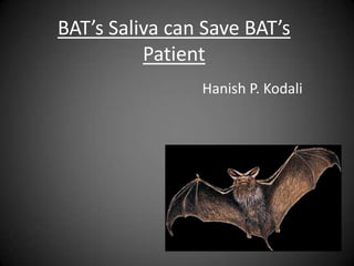 BAT’s Saliva can Save BAT’s
          Patient
                Hanish P. Kodali
 