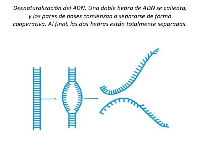 cadenas adn y arn desnaturalizaci 243 n y renaturalizaci 243 n de la cadena de adn cadenas adn y arn desnaturalizaci 243 n y renaturalizaci 243 n de la cadena de adn