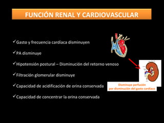 Gasto y frecuencia cardíaca disminuyen
PA disminuye
Hipotensión postural – Disminución del retorno venoso
Filtración glomerular disminuye
Capacidad de acidificación de orina conservada
Capacidad de concentrar la orina conservada
Disminuye perfusión
por disminución del gasto cardíaco
FUNCIÓN RENAL Y CARDIOVASCULAR
 