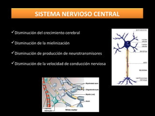 Disminución del crecimiento cerebral
Disminución de la mielinización
Disminución de producción de neurotransmisores
Disminución de la velocidad de conducción nerviosa
SISTEMA NERVIOSO CENTRAL
 