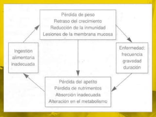 Ciclo de desnutrición-infecciónSe ha demostrado que el niño desnutrido es más susceptible a las infecciones.Tal es el caso de la diarrea, el sarampión y las enfermedades respiratorias.La presencia de las infecciones promueve el desarrollo de la desnutrición, lo que implica que las infecciones aparecen juntas y se retroalimentan entre sí.