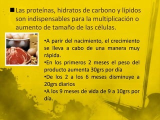 Las proteínas, hidratos de carbono y lípidos son indispensables para la multiplicación o aumento de tamaño de las células. A parir del nacimiento, el crecimiento se lleva a cabo de una manera muy rápida.
