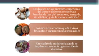 Los huesos de los miembros superiores,
del dorso y del tórax se observan
forrados de una piel escamosa, arrugada,
sin vitalidad y sin la menor elasticidad.
Los ojos de la criatura quedan vivos,
brillantes y siguen con una gran avidez
Un cuadro de anhidremia aguda se
implante con el más ligero accidente
diarreico.
 
