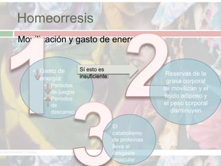 Homeorresis
   Movilización y gasto de energía:


       • Gasto de       Sí esto es
                        insuficiente:                   Reservas de la
         energía:                                       grasa corporal
          • Periodos
                                                       se movilizan y el
            de juegos
          • Periodos                                   tejido adiposo y
            de                                         el peso corporal
            descanso                                      disminuyen

                                        El
                                        catabolismo
                                        de proteínas
                                        lleva al
                                        desgaste
                                        muscular
 