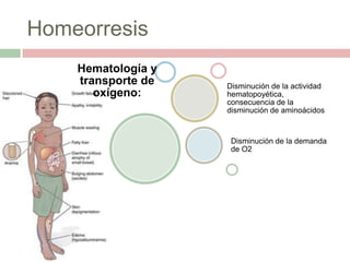 Homeorresis
    Hematología y
    transporte de   Disminución de la actividad
       oxígeno:     hematopoyética,
                    consecuencia de la
                    disminución de aminoácidos


                     Disminución de la demanda
                     de O2
 