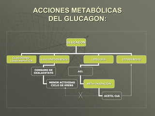 ACCIONES METABÓLICAS
DEL GLUCAGON:
GLUCAGON
GLUCÓGENO-
LISIS HEPÁTICA
GLUCONEOGÉNESIS LIPÓLISIS CETOGÉNESIS
AGL
BETA-OXIDACIÓN
ACETIL CoA
CONSUMO DE
OXALACETATO
MENOR ACTIVIDAD
CICLO DE KREBS
 