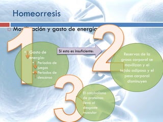 Homeorresis
 Movilización y gasto de energía:
• Gasto de
energía:
• Periodos de
juegos
• Periodos de
descanso
Sí esto es insuficiente:
Reservas de la
grasa corporal se
movilizan y el
tejido adiposo y el
peso corporal
disminuyen
El catabolismo
de proteínas
lleva al
desgaste
muscular
 