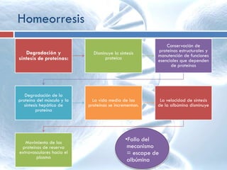 Homeorresis
Degradación y
síntesis de proteínas:
Disminuye la síntesis
proteica
Conservación de
proteínas estructurales y
manutención de funciones
esenciales que dependen
de proteínas
Degradación de la
proteína del músculo y la
síntesis hepática de
proteína
La vida media de las
proteínas se incrementan.
La velocidad de síntesis
de la albúmina disminuye
Movimiento de las
proteínas de reserva
extravasculares hacia el
plasma
•Fallo del
mecanismo
= escape de
albúmina
 