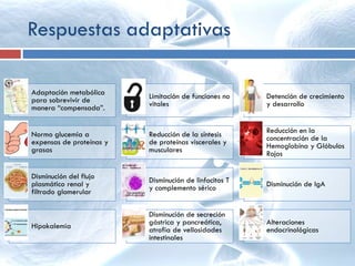 Respuestas adaptativas
Adaptación metabólica
para sobrevivir de
manera “compensada”.
Limitación de funciones no
vitales
Detención de crecimiento
y desarrollo
Normo glucemia a
expensas de proteínas y
grasas
Reducción de la síntesis
de proteínas viscerales y
musculares
Reducción en la
concentración de la
Hemoglobina y Glóbulos
Rojos
Disminución del flujo
plasmático renal y
filtrado glomerular
Disminución de linfocitos T
y complemento sérico Disminución de IgA
Hipokalemia
Disminución de secreción
gástrica y pancreática,
atrofia de vellosidades
intestinales
Alteraciones
endocrinológicas
 
