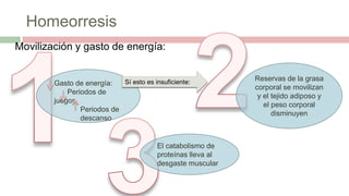 Homeorresis
Movilización y gasto de energía:
Gasto de energía:
Periodos de
juegos
Periodos de
descanso
Sí esto es insuficiente: Reservas de la grasa
corporal se movilizan
y el tejido adiposo y
el peso corporal
disminuyen
El catabolismo de
proteínas lleva al
desgaste muscular
 