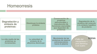 Homeorresis
Degradación y
síntesis de
proteínas:
Disminuye la síntesis
proteica
Conservación de
proteínas
estructurales y
manutención de
funciones esenciales
que dependen de
proteínas
Degradación de la
proteína del músculo
y la síntesis hepática
de proteína
La vida media de las
proteínas se
incrementan.
La velocidad de
síntesis de la
albúmina disminuye
Movimiento de las
proteínas de reserva
extravasculares
hacia el plasma
•Fallo del
mecanismo =
prot.disminuy
e en suero.
EDEMA
 