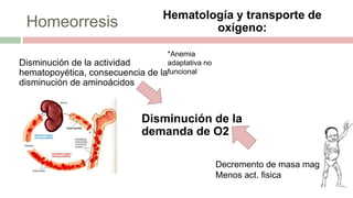 Homeorresis
Disminución de la actividad
hematopoyética, consecuencia de la
disminución de aminoácidos
Disminución de la
demanda de O2
Hematología y transporte de
oxígeno:
Decremento de masa magra
Menos act. fisica
*Anemia
adaptativa no
funcional
 
