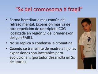 “Sx del cromosoma X fragil”
• Forma hereditaria mas común del
retraso mental. Expansión masiva de
otra repetición de un triplete CGG
localizada en región 5’ del primer exon
del gen FMR1.
• No se replica o condensa la cromatina.
• Cuando se transmite de madre a hijo las
expansiones son inestables pero
evolucionan. (portador desarrolla un Sx
de ataxia)
 