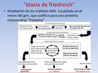 “ataxia de friedreich”
• Ampliación de los tripletes AAG. Localizada en el
intron del gen, que codifica para una proteína
mitocondrial “frataxina”
 