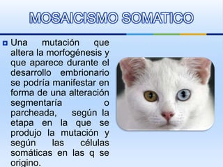  Una mutación que
altera la morfogénesis y
que aparece durante el
desarrollo embrionario
se podría manifestar en
forma de una alteración
segmentaría o
parcheada, según la
etapa en la que se
produjo la mutación y
según las células
somáticas en las q se
origino.
MOSAICISMO SOMATICO
 