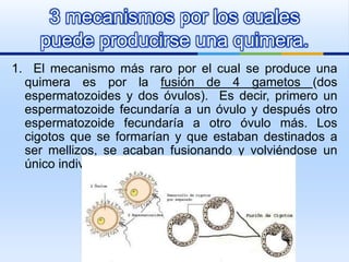 1. El mecanismo más raro por el cual se produce una
quimera es por la fusión de 4 gametos (dos
espermatozoides y dos óvulos). Es decir, primero un
espermatozoide fecundaría a un óvulo y después otro
espermatozoide fecundaría a otro óvulo más. Los
cigotos que se formarían y que estaban destinados a
ser mellizos, se acaban fusionando y volviéndose un
único individuo.
3 mecanismos por los cuales
puede producirse una quimera.
 