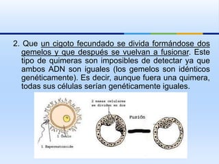 2. Que un cigoto fecundado se divida formándose dos
gemelos y que después se vuelvan a fusionar. Este
tipo de quimeras son imposibles de detectar ya que
ambos ADN son iguales (los gemelos son idénticos
genéticamente). Es decir, aunque fuera una quimera,
todas sus células serían genéticamente iguales.
 