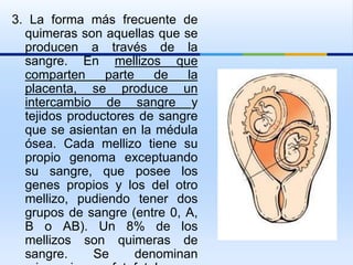 3. La forma más frecuente de
quimeras son aquellas que se
producen a través de la
sangre. En mellizos que
comparten parte de la
placenta, se produce un
intercambio de sangre y
tejidos productores de sangre
que se asientan en la médula
ósea. Cada mellizo tiene su
propio genoma exceptuando
su sangre, que posee los
genes propios y los del otro
mellizo, pudiendo tener dos
grupos de sangre (entre 0, A,
B o AB). Un 8% de los
mellizos son quimeras de
sangre. Se denominan
 