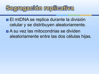  El mtDNA se replica durante la división
celular y se distribuyen aleatoriamente.
 A su vez las mitocondrias se dividen
aleatoriamente entre las dos células hijas.
 