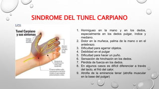 SINDROME DEL TUNEL CARPIANO
1. Hormigueo en la mano y en los dedos,
especialmente en los dedos pulgar, índice y
mediano.
2. Dolor en la muñeca, palma de la mano o en el
antebrazo.
3. Dificultad para agarrar objetos.
4. Debilidad en el pulgar
5. Dificultad para hacer un puño.
6. Sensación de hinchazón en los dedos.
7. Pérdida de fuerza en los dedos.
8. En algunos casos es difícil diferenciar a través
del tacto, el frió del calor.
9. Atrofia de la eminencia tenar (atrofia muscular
en la base del pulgar)
 