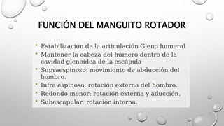 FUNCIÓN DEL MANGUITO ROTADOR
 