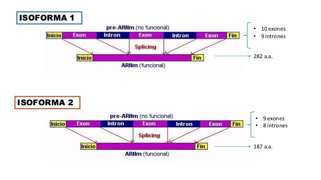 Desoxirribonucleasa pancreatica