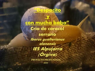 “Despacito
y
con mucha baba”
Cría de caracol
serrano
Iberus gualterianus
alonensis
IES Alpujarra
(Órgiva)
PROYECTO PROFUNDIZA
2017
 