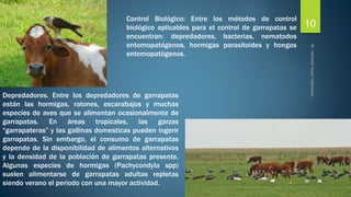 Control Biológico: Entre los métodos de control 
biológico aplicables para el control de garrapatas se 
encuentran: depredadores, bacterias, nematodos 
entomopatógenos, hormigas parasitoides y hongos 
entomopatógenos. 
Depredadores. Entre los depredadores de garrapatas 
están las hormigas, ratones, escarabajos y muchas 
especies de aves que se alimentan ocasionalmente de 
garrapatas. En áreas tropicales, las garzas 
“garrapateras” y las gallinas domesticas pueden ingerir 
garrapatas. Sin embargo, el consumo de garrapatas 
depende de la disponibilidad de alimentos alternativos 
y la densidad de la población de garrapatas presente. 
Algunas especies de hormigas (Pachycondyla spp) 
suelen alimentarse de garrapatas adultas repletas 
siendo verano el periodo con una mayor actividad. 
10 
 