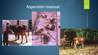 Aspersión manual 9 
 