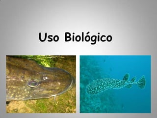 Uso Biológico