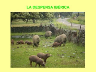 LA DESPENSA IBÉRICA 