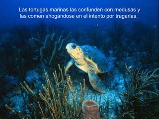 Las tortugas marinas las confunden con medusas y las comen ahogándose en el intento por tragarlas.  