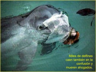 Miles de delfines caen también en la confusión y mueren ahogados. 